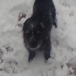 犬は喜び庭駈け回る！はじめての雪に大興奮の犬！