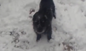 犬は喜び庭駈け回る！はじめての雪に大興奮の犬！