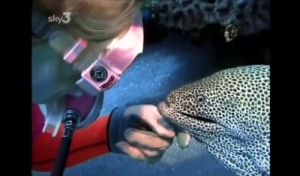 ウツボって可愛い！ダイバーの抱きマクラみたいなウツボ、人に慣れすぎ懐きすぎ！