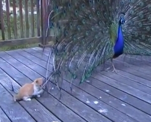 ネコVS孔雀！？クジャクの羽で大いに遊ぶ子猫！