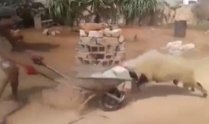 羊の頭突きってこんなに強烈だったの！？コンクリｰﾄブロックを吹き飛ばすぶちかまし！