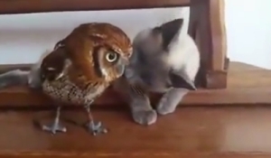 仲良しな二人！じゃれるネコとフクロウが愛らしい！