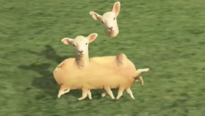 可愛い羊の動画かと思って再生したら、羊が増殖するキモイＣＧ作品だった！