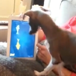 iPadの映像に荒ぶる犬！どうして魚が動いているのー！？なんでー！？