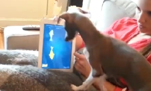 iPadの映像に荒ぶる犬！どうして魚が動いているのー！？なんでー！？