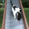 母性本能くすぐられ！滑り台を滑っていく子猫を救出する母親猫！