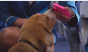 KLMオランダ航空の遺失物サービスに新メンバー加入！落し物を届ける犬がラブリー過ぎる！