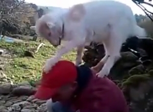 ヤギの登りたがる習性は底なしか！？石敷き詰めてる作業者にまで乗っちゃう！