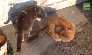 リスの赤ちゃんにCome here!と言ったら猫が２匹もいるのに寄ってきたよ！