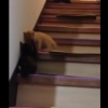 階段を転げ落ちるのも可愛い子猫。ローリング子猫スペシャル！