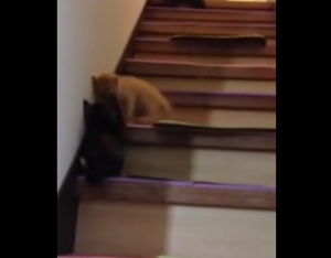 階段を転げ落ちるのも可愛い子猫。ローリング子猫スペシャル！