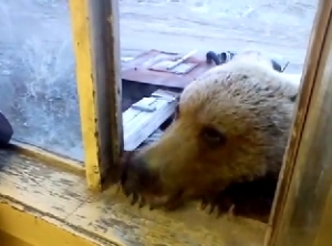 窓の外にクマさんが居たらロシアではクッキーを与えるらしい！