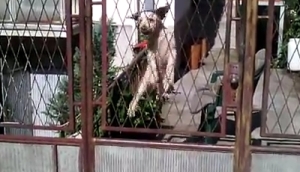 トランポリンで跳ねる犬！いや違うぞトランポリンなんて無いぞ！？