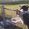 犬の策略！？柵の外にあるボールを返してあげたらエンドレスな遊びに付き合わされた！
