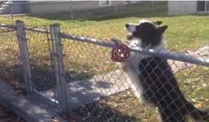 犬の策略！？柵の外にあるボールを返してあげたらエンドレスな遊びに付き合わされた！