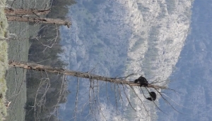 木登りクマさんが１匹。木登りクマさんが２匹。登るの早くて驚いた！