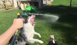 ホースの水と戦う犬をスローモーションで！躍動するワンコの表情が良く見れて面白い！