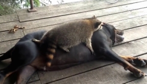 アライグマ VS イヌ！終始アライグマ優勢！