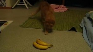 バナナに潜む敵意を見抜き、勇敢に戦うも恐怖して逃げ出す猫ちゃん
