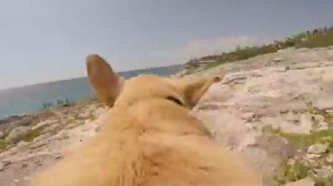 泳ぐことを許された犬！走る走るよ海まで走る！犬の背中に搭載したカメラで撮影！