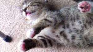 遊びながら寝ちゃう子猫。寝たいけど遊びたい、遊びたいけど眠りたい！