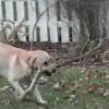 犬がみつけた枝は長すぎた！門の外から木の枝を持ち帰ろうとした犬！