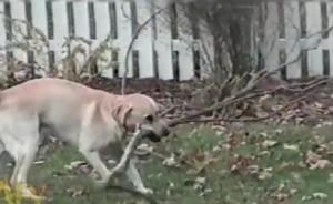 犬がみつけた枝は長すぎた！門の外から木の枝を持ち帰ろうとした犬！