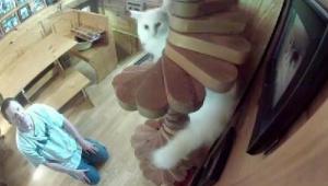 男が愛するネコにそそいだ情熱が凄い！自宅を改造して猫に快適な家に！