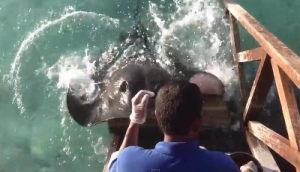 モルディブの極上な海！エサをねだるアカエイが大接近！魚類とは思えないほど懐っこい！