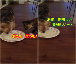 お皿を舐めるのは僕のお仕事なんだからねって感じの犬（ヨーキー）