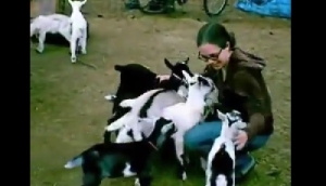 何匹もの小ヤギに押し倒されるお姉さん