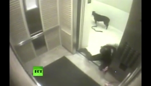 犬のエレベーター事故。犬を愛する全ての人に見ておいてもらいたい！