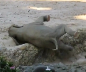 溝にはまって転んでしまった小象をあっという間に救出するアジアゾウの夫婦