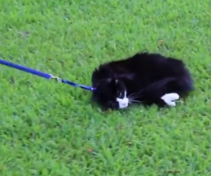 猫の散歩ってこうなんだ！？自分で歩くより楽なのニャ！