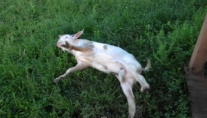 驚くと体が固まっちゃうヤギさん！でも心配しないでね。こういう習性なのだから！