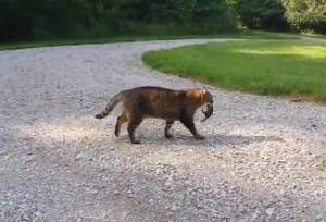 リスを逃がしてあげた猫！そのリスから連続攻撃を受ける！
