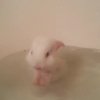 なごみ動画！生後２週間のウサギが生まれて初めてのお風呂タイム！