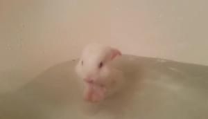 なごみ動画！生後２週間のウサギが生まれて初めてのお風呂タイム！