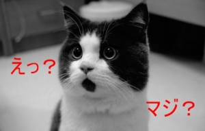 【珍しい猫の画像】どんな時も驚いている表情のニャンコ