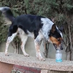 犬でも飲めるもん！ペットボトルの水を人間っぽく飲むワンコ！