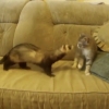 ネコとフェレットが初対面する面白動画！もっとみたいのに１３秒だけしかない！