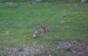 庭でポップコーンがはじけてると思ったらウサギだった・・・という面白動画！