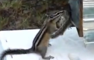 お母さんリスの大奮闘が面白い！子供リスと一緒に巣に入りたいけど入れない！