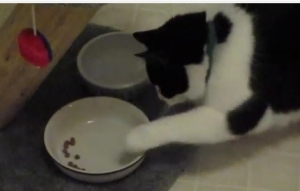 ゴハンの食べ方が丁寧すぎる猫