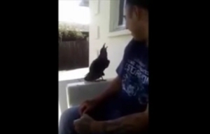 近くに寄ってきた可愛いカラスに、英語圏でタブーとされる例の言葉を言い放たれた！