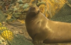 うっかり網にかかってしまったロシアのアシカ！助けようとしていた船員を吹っ飛ばす！