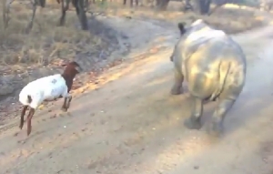 羊とサイがとっても仲良し！サイに飛び跳ね方を教える羊さん！
