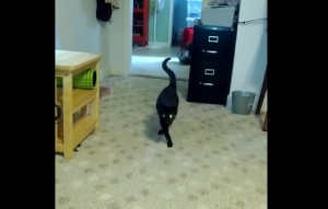 モデル歩きをする黒猫！気分は常にファッションショー！