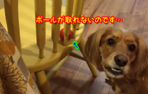 椅子の向こうのボールが取れない悲しい犬！回り込めば取れると気がついたのに！？