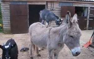 やっぱり高いトコが好き！ロバの背中に乗る２匹のヤギさん！